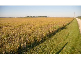 Property photo 11 - 220.9 +/- Acres Offered in 5 Tracts - Farmland Auction